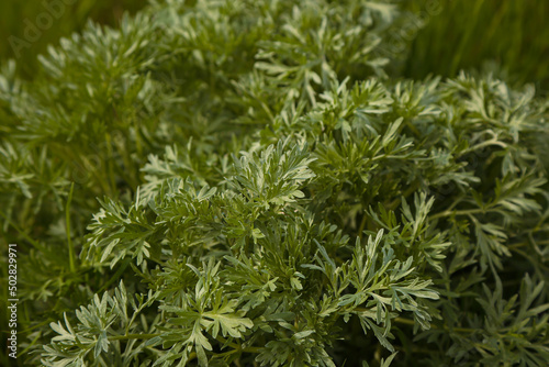 Wormwood plant leaves, Artemisia background
