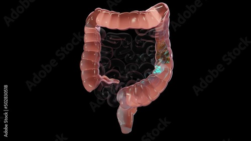 Anatomy of the human digestive system, concept of the intestine, alpha channel, laxative, traitement of constipation, 3d render