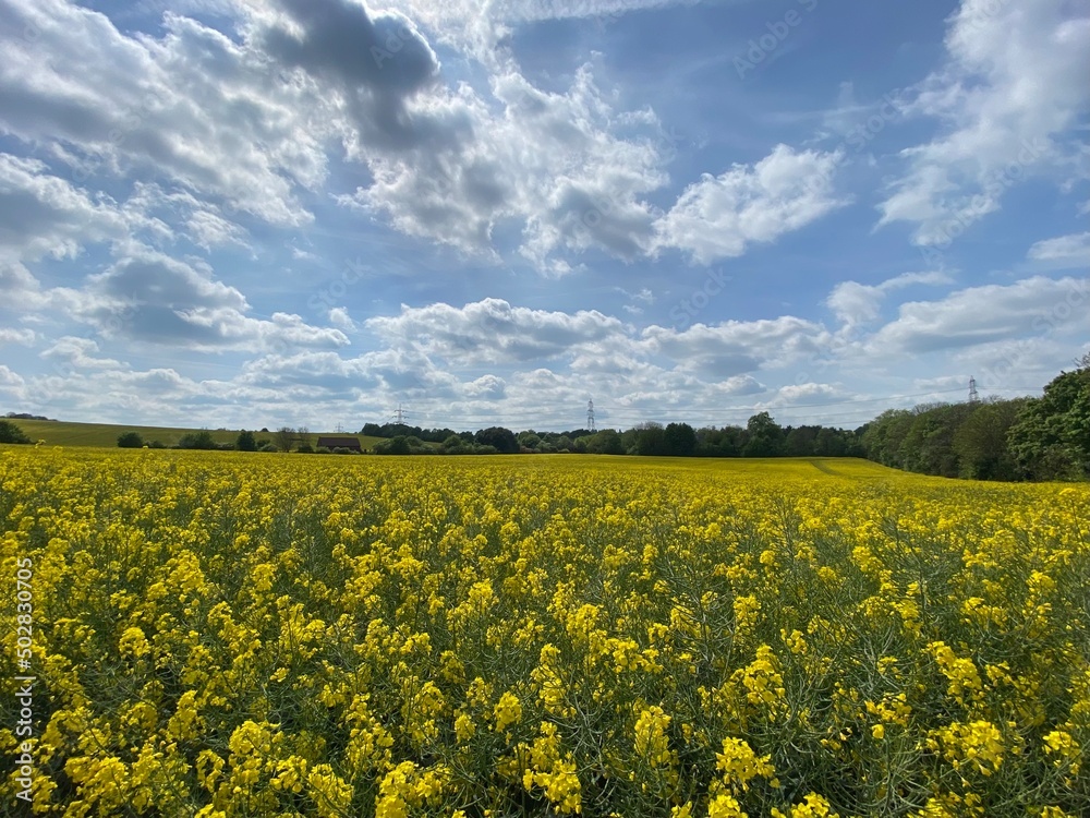Obraz premium Blooming rapeseed field in a cloudy day, bright vibrant colours in England, Spring, season