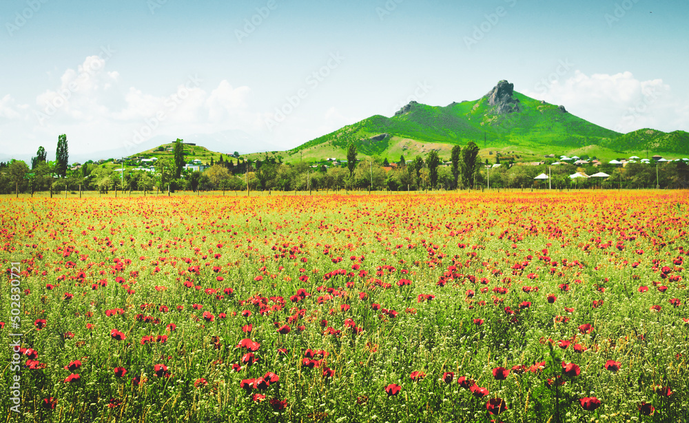 Poppies field in sunny spring day with green blooming mountains panorama background and blank space