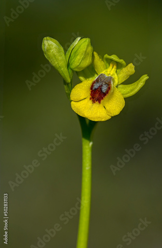 Ophry lutea - orquidea monopodial y terrestre de la subtribu Orchidinae, familia Orchidaceae. photo