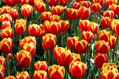 Red tulips with yellow in flower bed, for background