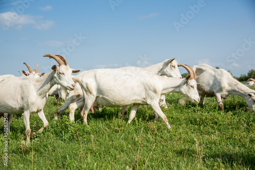 Herd of farm goats on a pasture.