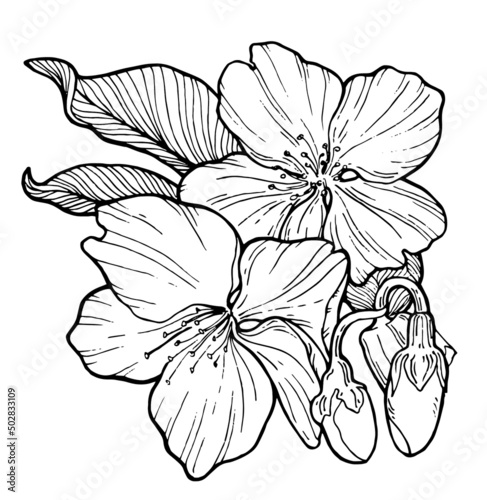 graphic image of an inflorescence of an apple tree in a sketch style black and white graphic  logo  stiker  tatoo