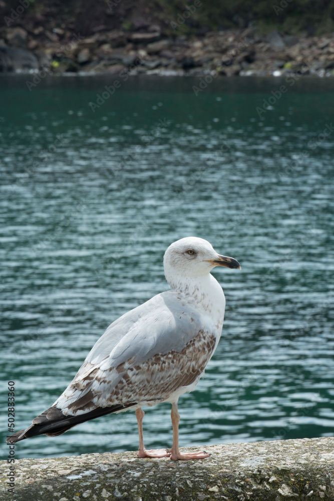 Vertical shot of a seagull seen from its right side. Tazones, Asturias Vertical shot of a seagull seen from its right side. Tazones, Asturias