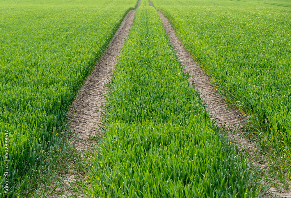 green agricultural field with tractor track