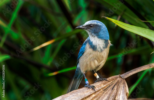 Scrub jay perched on a dead palm frond