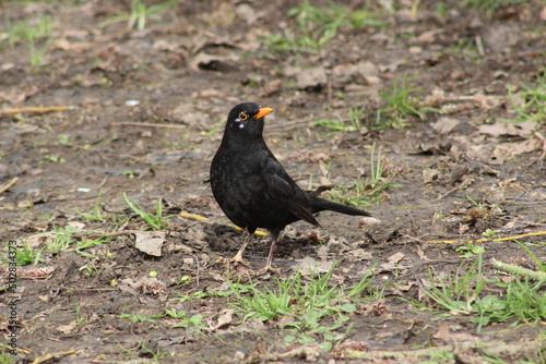 Blackbird on the ground