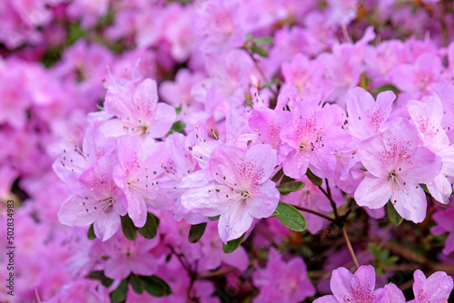 Pale pink Korean azalea in flower