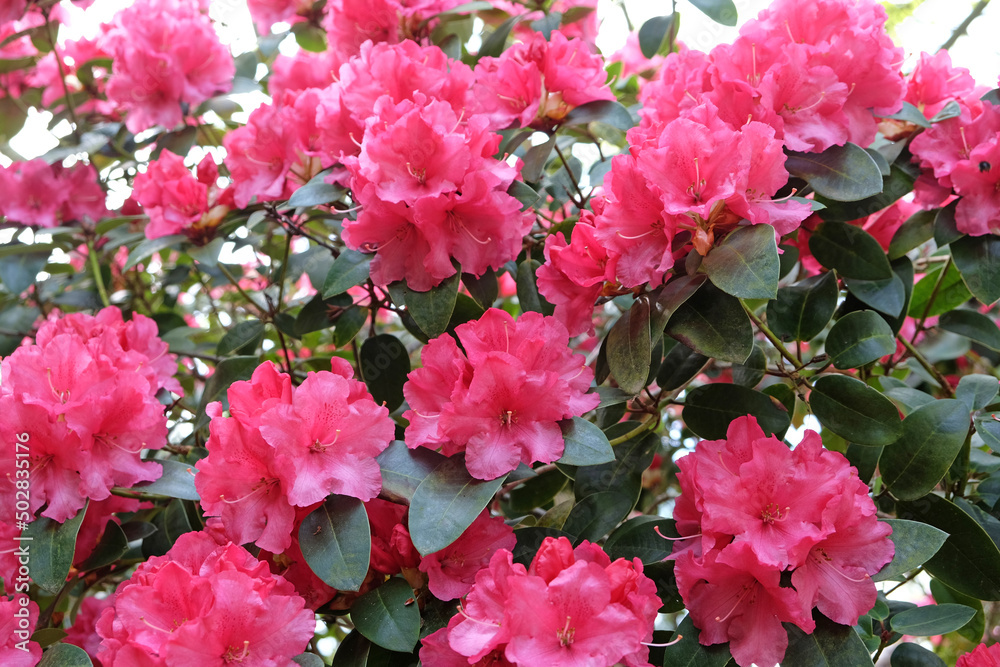 Pink Rhododendron ÔWilgen's SurpriseÕ in flower