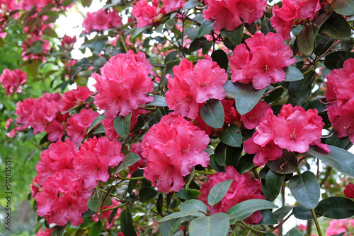 Pink Rhododendron  Wilgen s Surprise  in flower