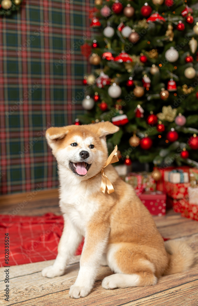 Happy Dog Akitu Christmas New Year Happy Dog Akitu Christmas New Year