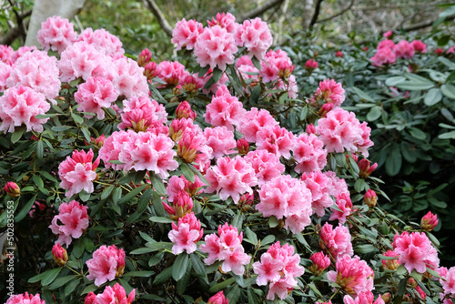 Pink and white Rhododendron 'Hydon Dawn' in flower