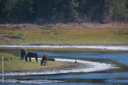 Wild horses on La Chua Trail at Paynes Prairie Preserve State Park in Gainesville, Florida  photo