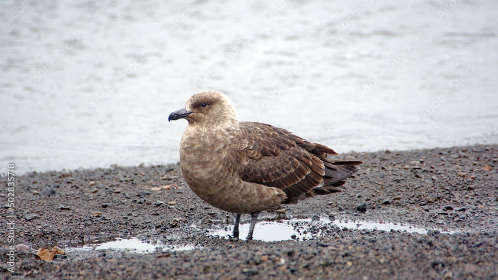 Brown skua (Stercorarius antarcticus) on the beach on Deception Island, South Shetland Islands, Antarctica