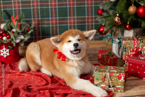 Happy Dog Akitu Christmas New Year photo