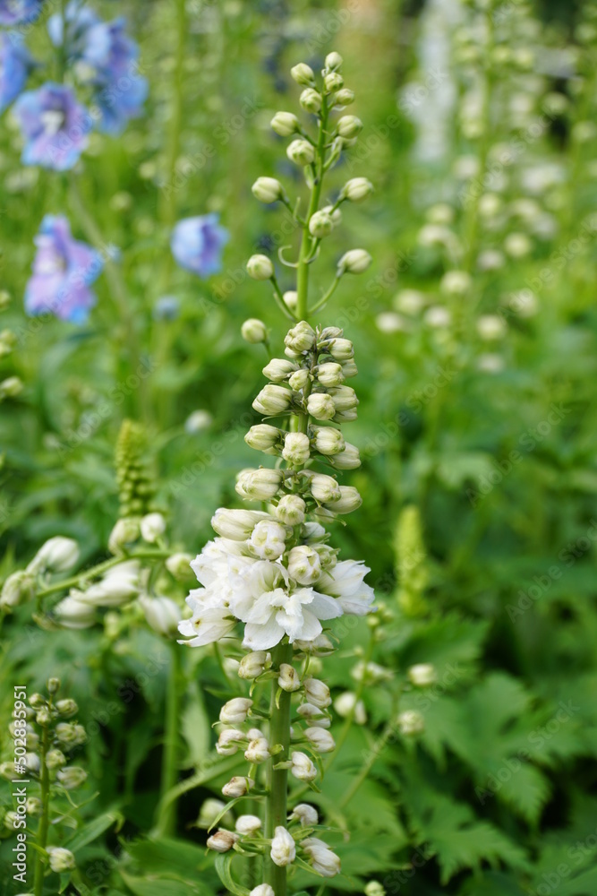 fiori fiori