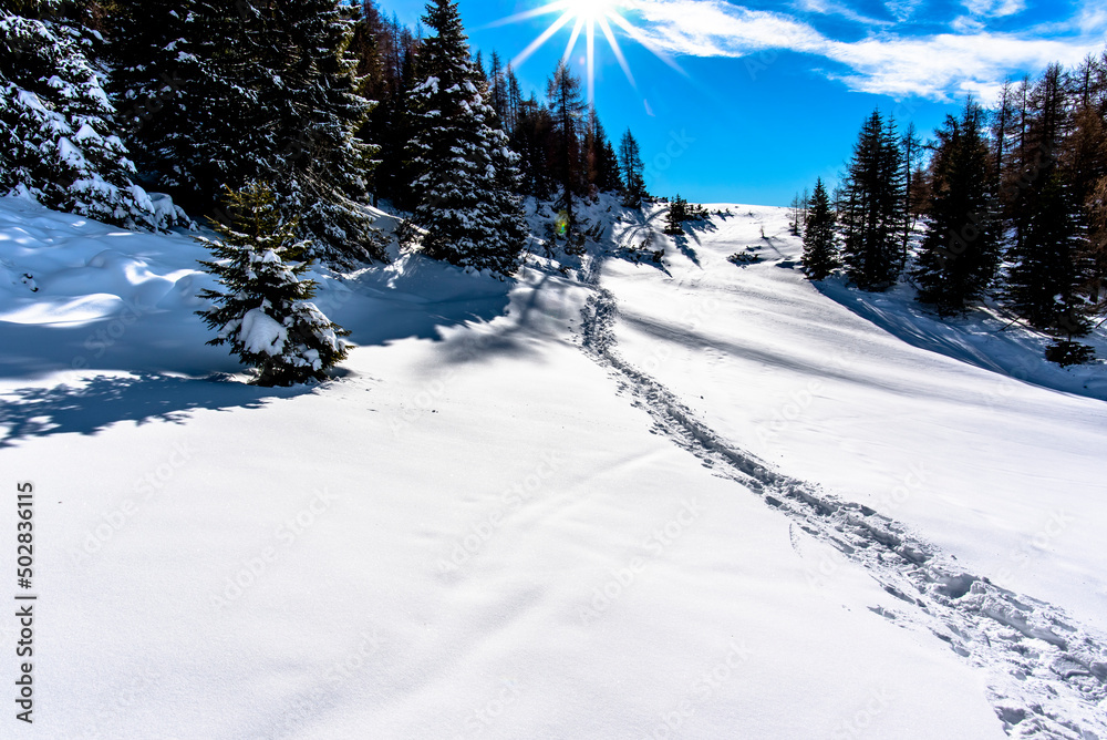 2021 12 11 Cima Larici snow and pines 8