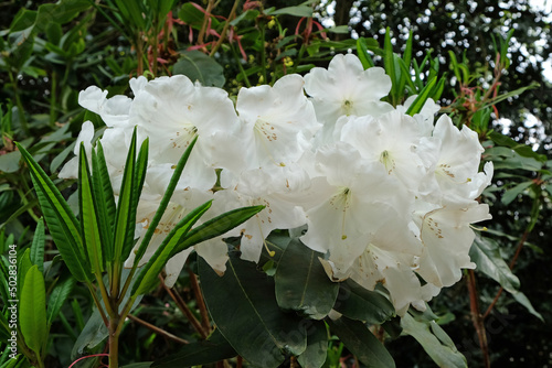 Pink Rhododendron 'Loderi Fairyland' in flower photo