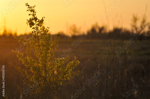 Brown and Green Grass Field during Sunset. Sunset in a field with grass featuring field  sunset. Beautiful Sunset Landscape with Silhouette of Grass