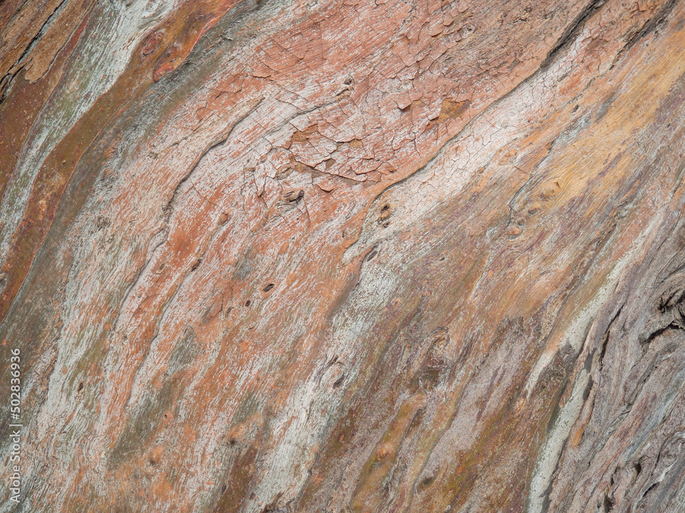 Background from the bark of a tree. Unusual natural background. The pattern of the bark of a southern tree. Background from the bark of a tree. Unusual natural background. The pattern of the bark of a southern tree.
