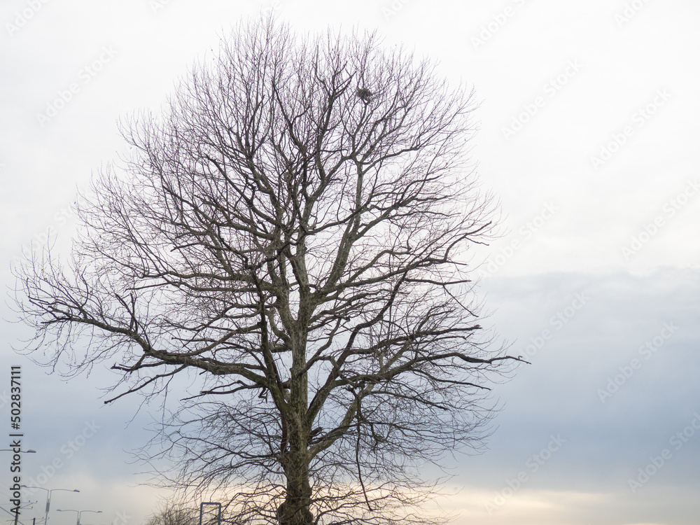 Tree on the seashore. Southern tree species. lonely plant. Nature and city. Nest Tree on the seashore. Southern tree species. lonely plant. Nature and city. Nest