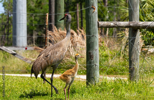 adult sandhill crane with a baby