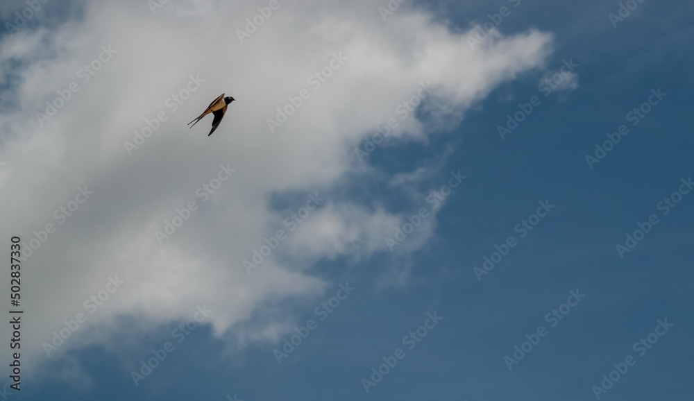a barn swallow (Hirundo rustica) in flight under a blue spring sky, white cloud