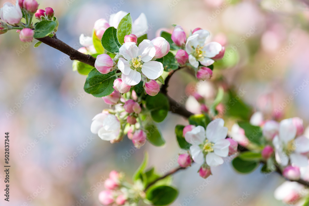 Blossoming branch of an apple tree. Flowers and sprouts of an apple close-up. Blurred background. Apple blossom in early spring.Selective focus