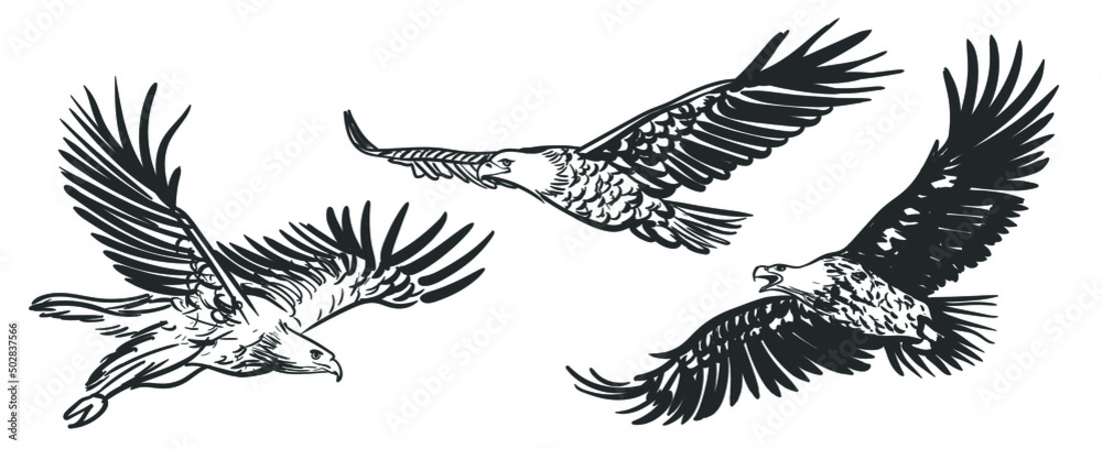 Hand drawn flying eagle spreading wings black and white isolated vector ...