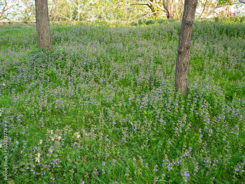Fototapeta Naklejka Na Ścianę i Meble -  Bluebells on the green grass. Flowers in the spring in the park among the trees.