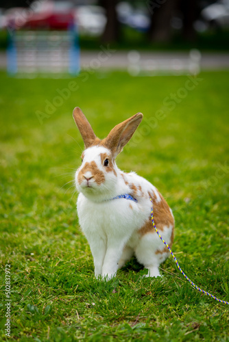 Fototapeta Naklejka Na Ścianę i Meble -  adorable rabbit bunny on the leash sitting in the grass after bunny race, green background, pet photography, bunny hop, kaninhop, Symbol of new year 2023, copy space