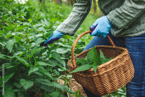 Harvesting stinging nettle at springtime. Woman with gardening gloves picking fresh green nettle plant into wicker basket photo