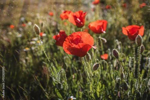  wild red poppies on a spring meadow in warm sunshine