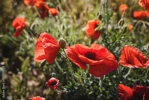  wild red poppies on a spring meadow in warm sunshine