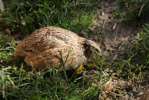 Young laying quails in species-appropriate free-range husbandry