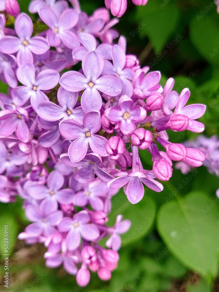 pink flowers