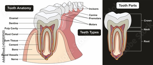 Human tooth anatomy infographic diagram teeth types incisors canine premolars molars parts crown neck root structure nerve bone cement gum tissue cavity for medical science vector illustration photo
