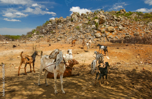 Goats in the Cariri region, with a semi-arid climate, in the Brazilian Caatinga biome. Sume, Paraiba, Brazil on January 10, 2005. photo