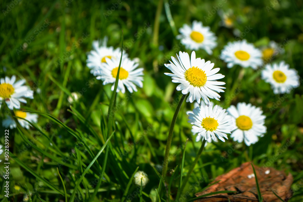 Chamomile flower among green grass and leaves, natural background. daisies among the green grass. High quality photo Chamomile flower among green grass and leaves, natural background. daisies among the green grass. High quality photo