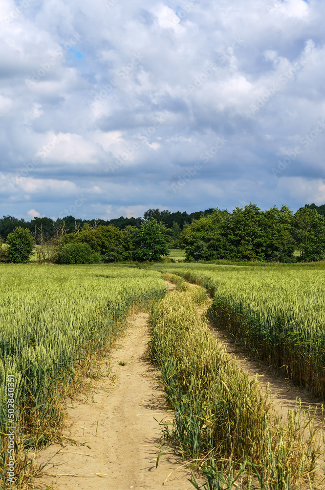 Wheat in the field. Spikes of rye in the field. Agricultural areas sown with cereals.