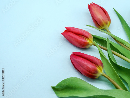 Fototapeta Naklejka Na Ścianę i Meble -  Tulips on a blue background. Three red tulips close-up.