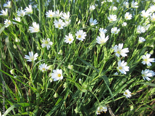 Blumen im Gras
