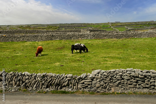 Small herd of cows on a green grass field. Agriculture and farming industry. Inisheer, Aran island, county Galway, Ireland. Stone fence in the background.