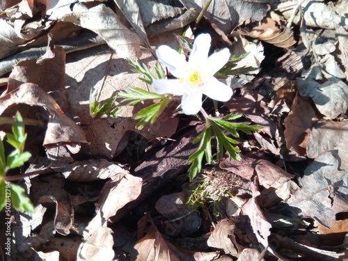 Buschwindröschen zwischen Laub im Wald
