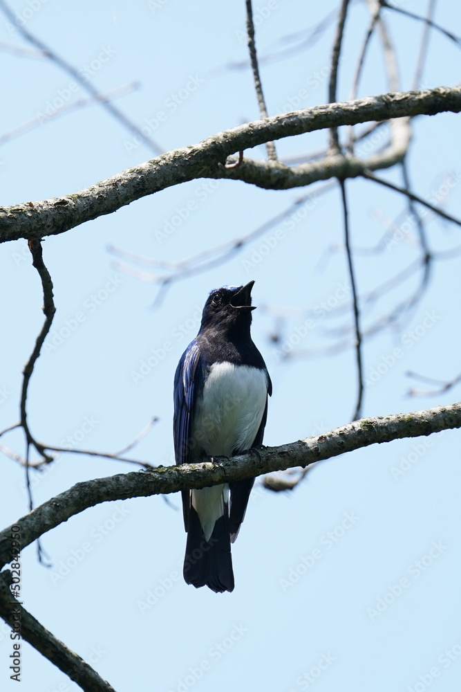 blue and white flycatcher on a branch blue and white flycatcher on a branch