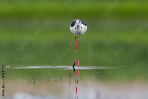 Black-winged stilt feeding in a pond. Image enhanced by the mirror effect caused by its reflection on the water.