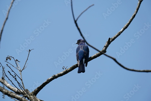 blue and white flycatcher on a branch