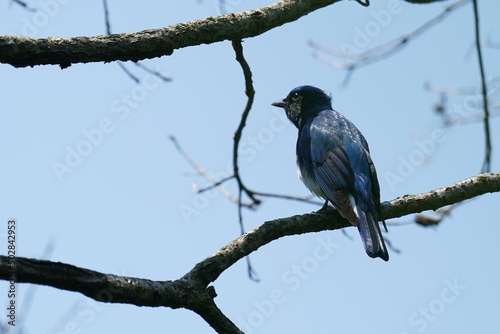 blue and white flycatcher on a branch