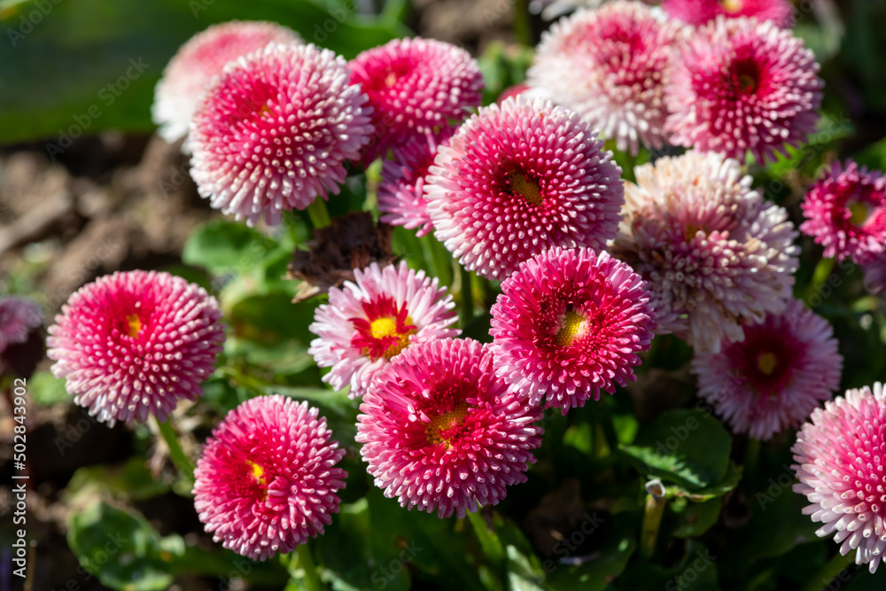 Common daisy (bellis perennis) flowers in bloom Common daisy (bellis perennis) flowers in bloom